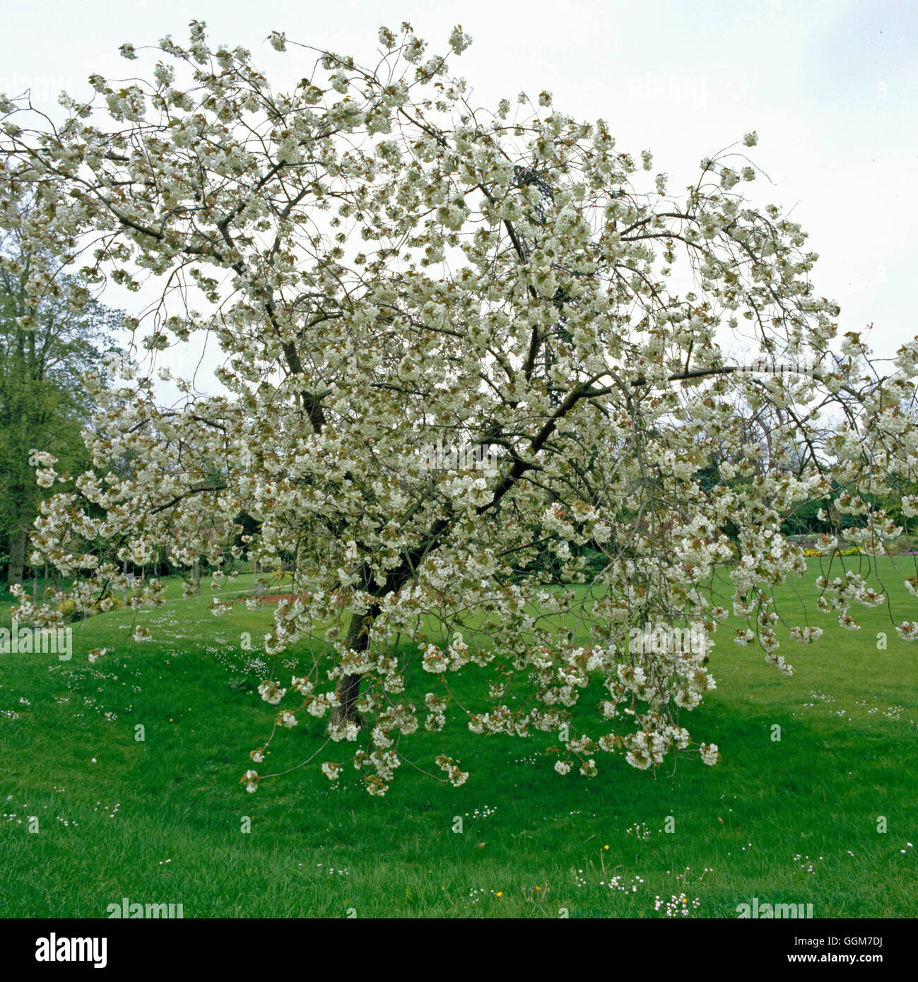 Prunus - `Ukon' AGM- - Japanese   TRS028386 Stock Photo